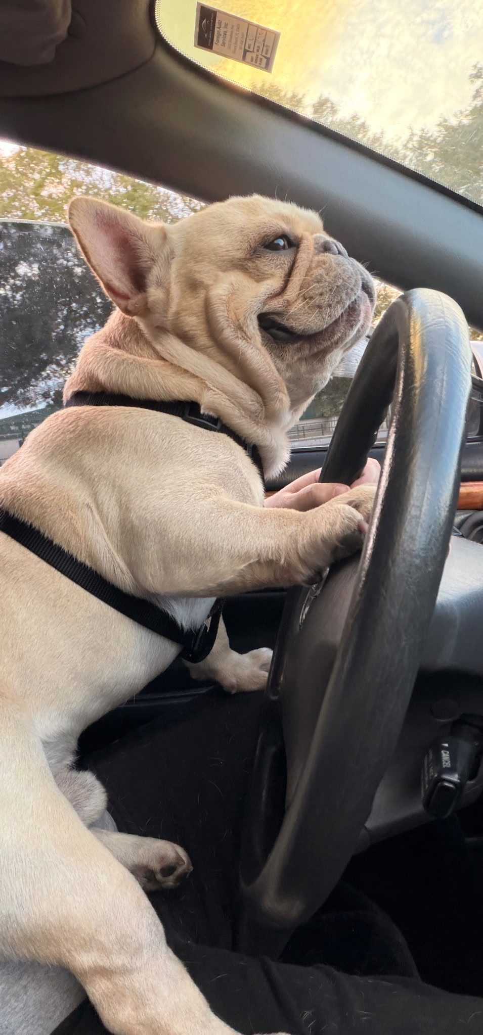 Winston goes for a drive